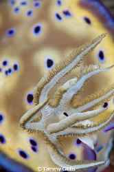 Close-up shot of nudi gills. by Tammy Gibbs 